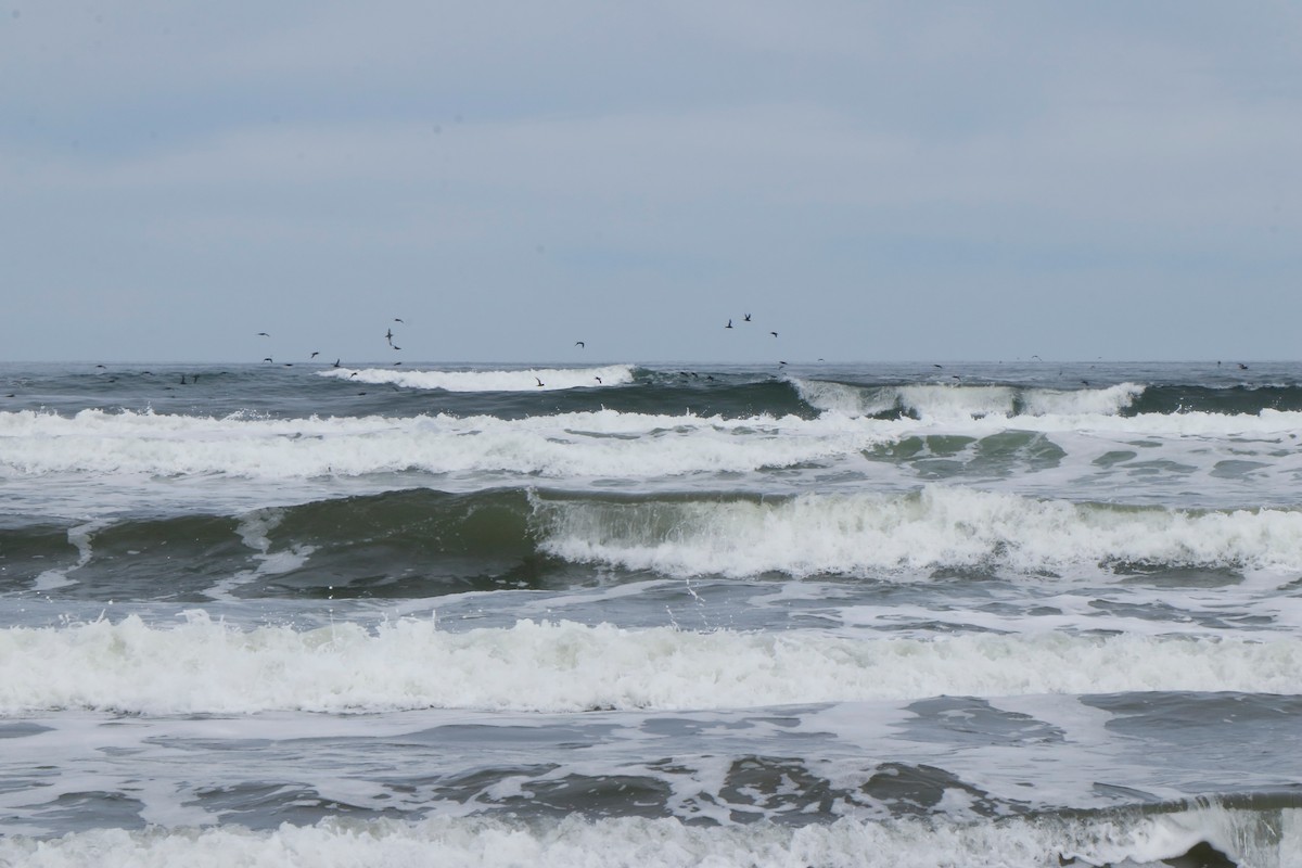 shearwater sp. - ML426956211