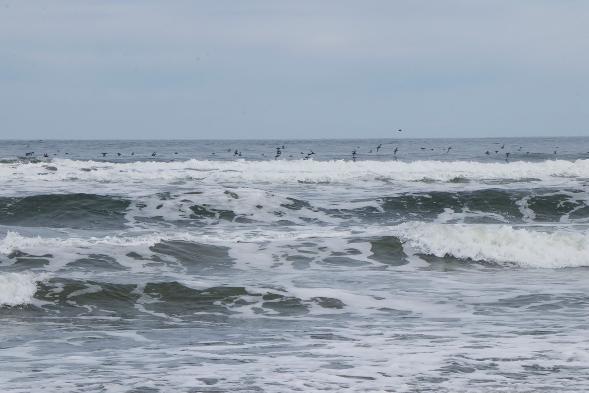 shearwater sp. - ML426956301