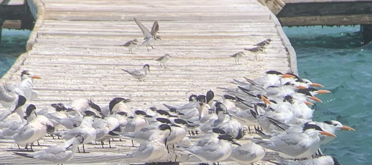 Least Tern - Alex Anderson