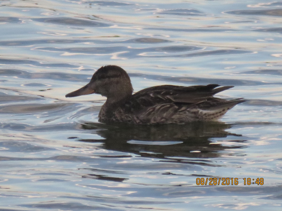 Green-winged Teal - Janice Flynn