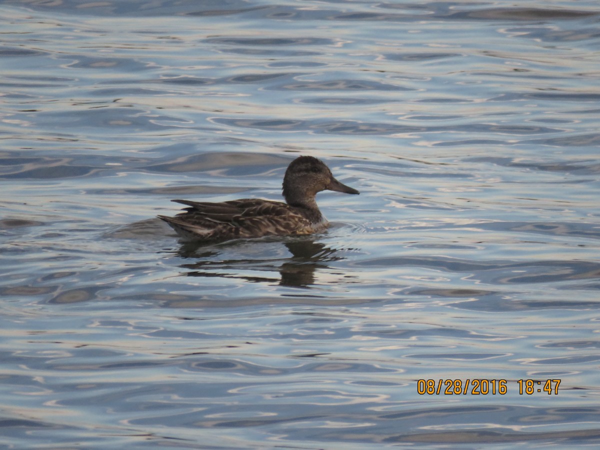 Green-winged Teal - ML42695811