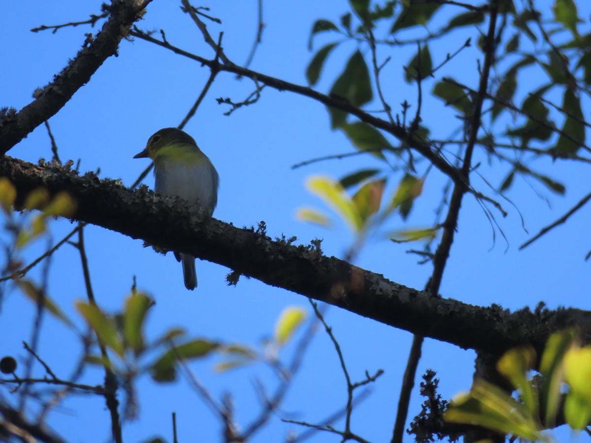 Gelbkehlvireo - ML426958201