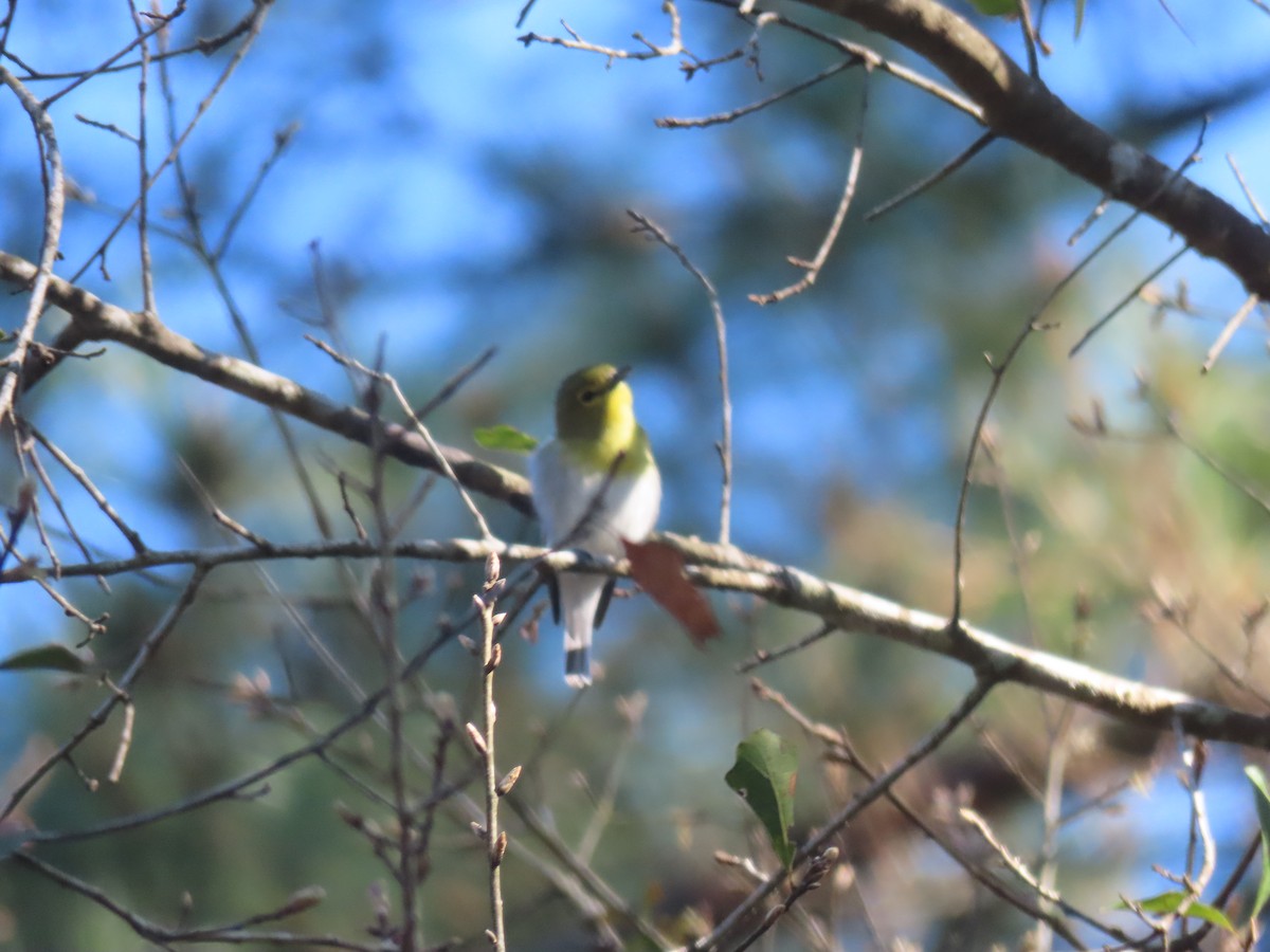 Yellow-throated Vireo - ML426958211