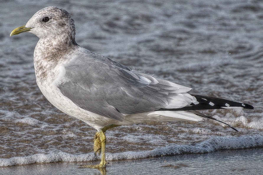 Short-billed Gull - ML42695901