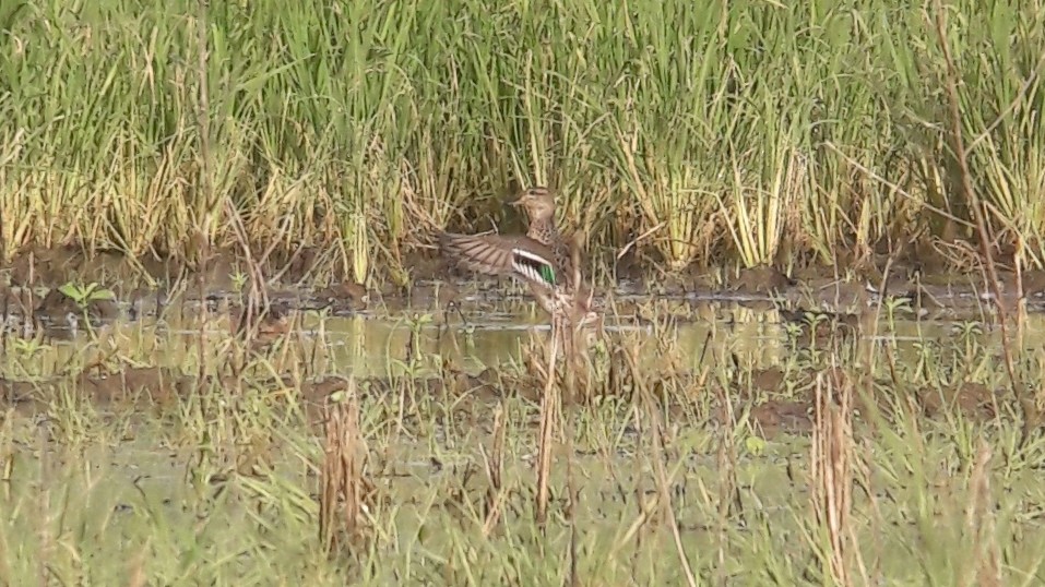 Green-winged Teal - ML42695921