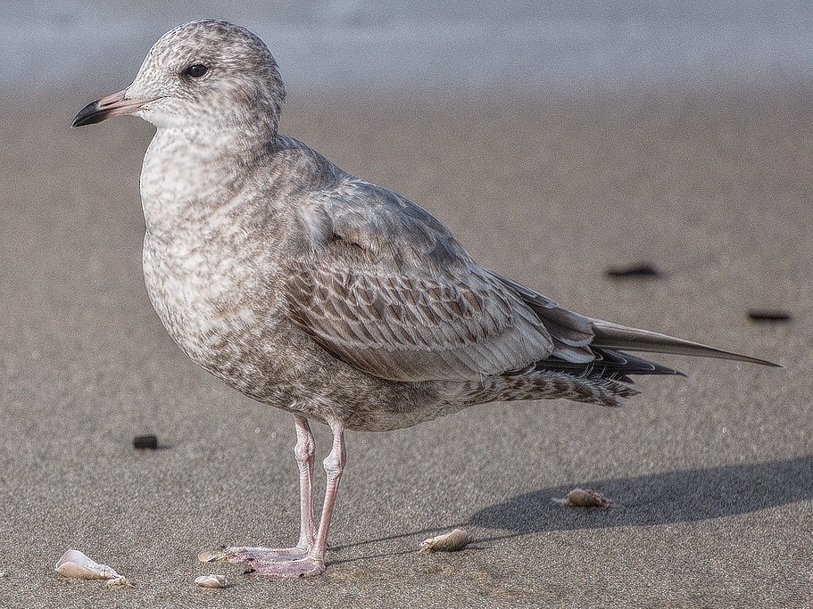 Short-billed Gull - ML42695941