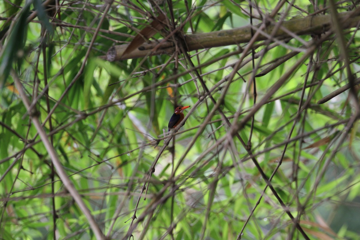 African Pygmy Kingfisher - Juan María Domínguez Robledo