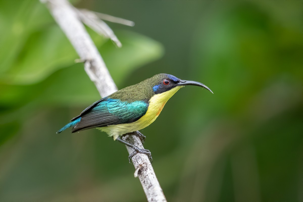 Metallic-winged Sunbird (Luzon) - ML426962111