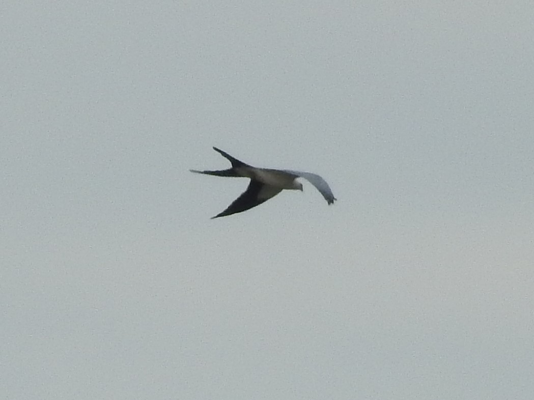 Swallow-tailed Kite - ML426962491