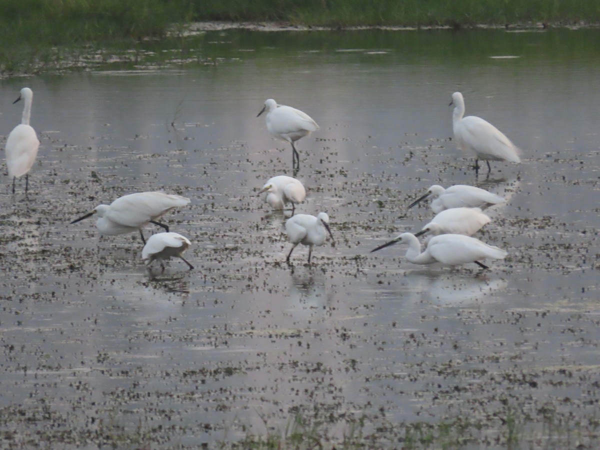 Little Egret - ML426963241