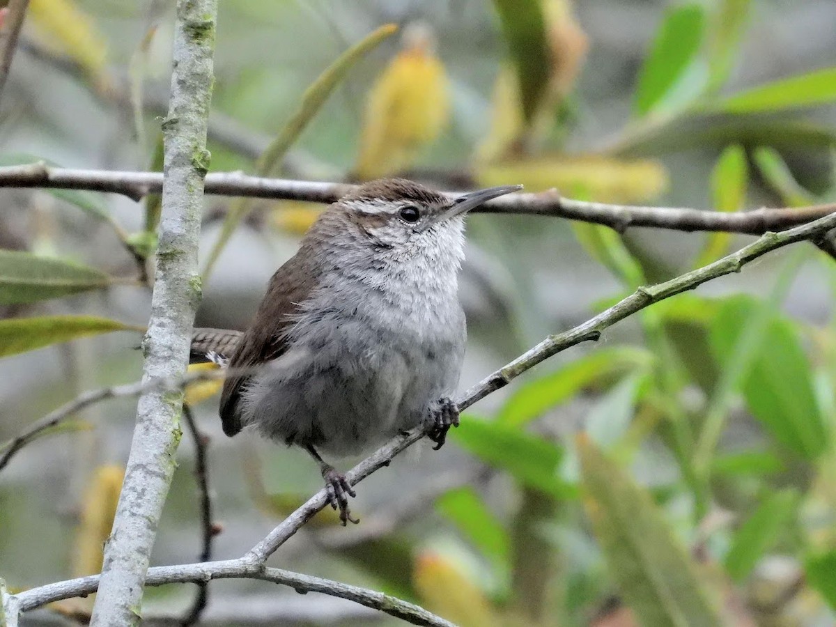 Bewick's Wren - ML426963331
