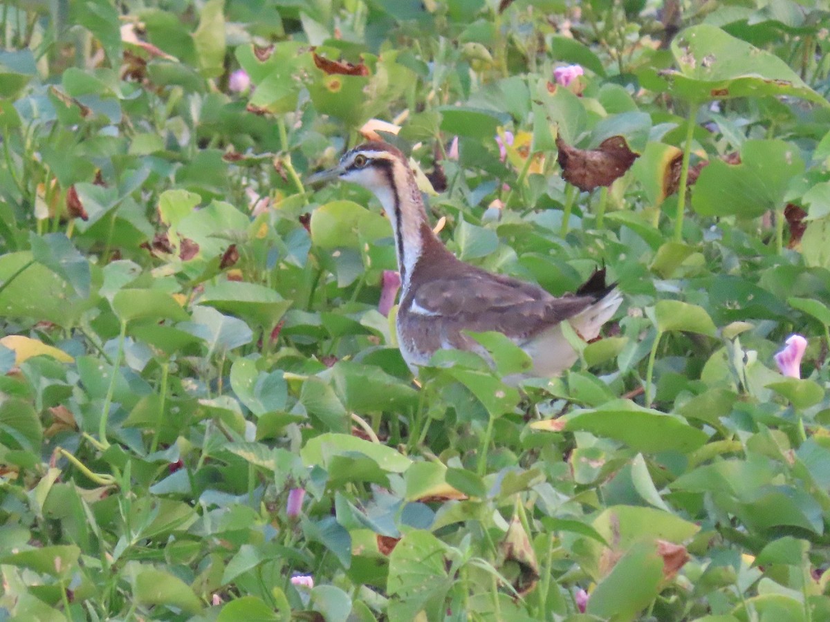 Pheasant-tailed Jacana - ML426964091