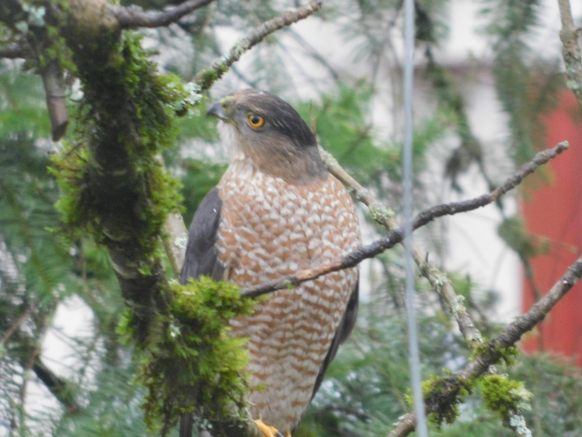 Cooper's Hawk - ML426964611