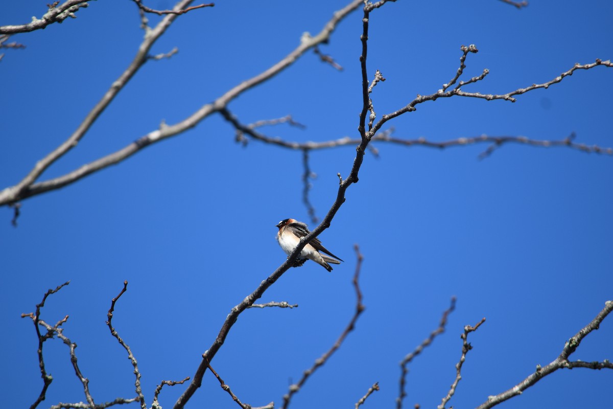 Cliff Swallow - ML426966041