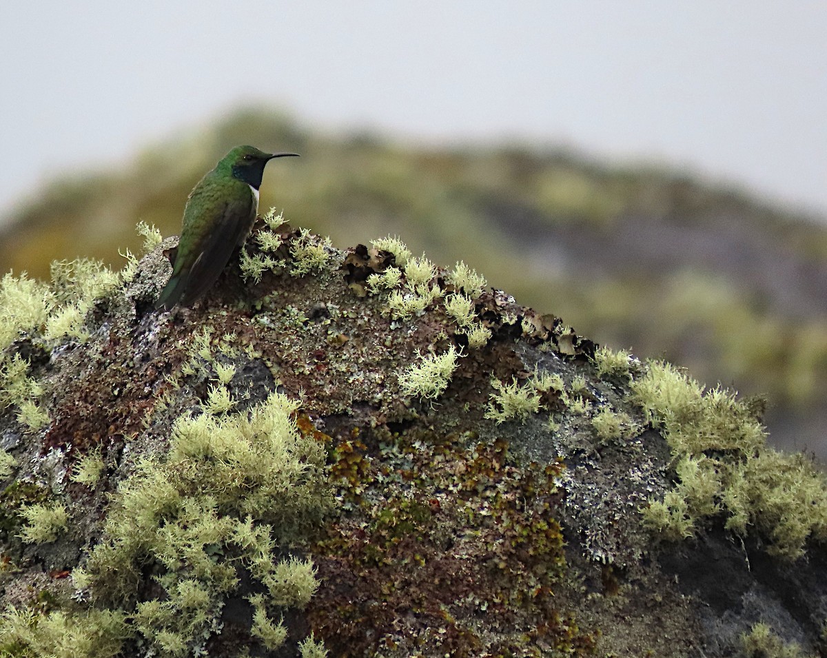 Green-headed Hillstar - ML426966261