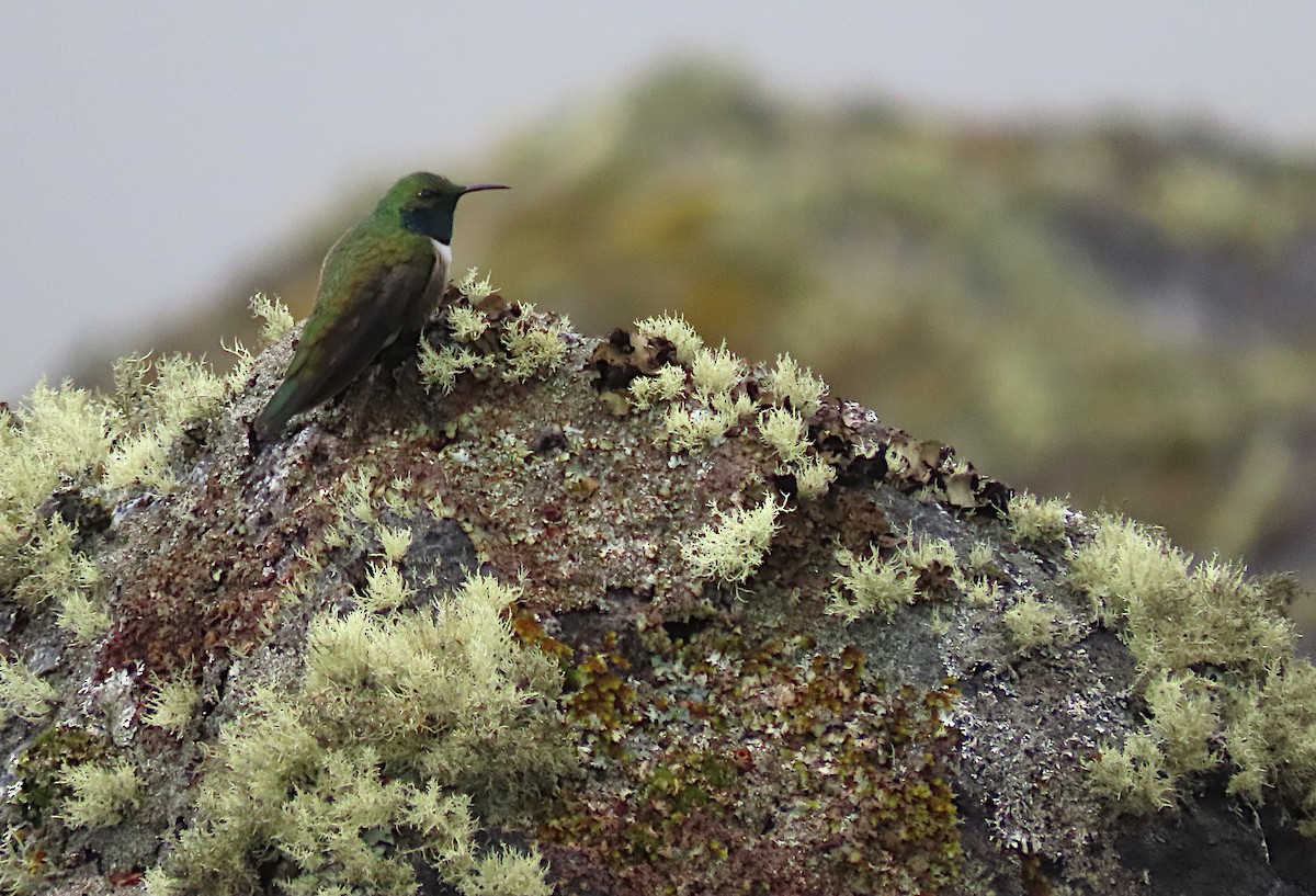 Green-headed Hillstar - ML426966761