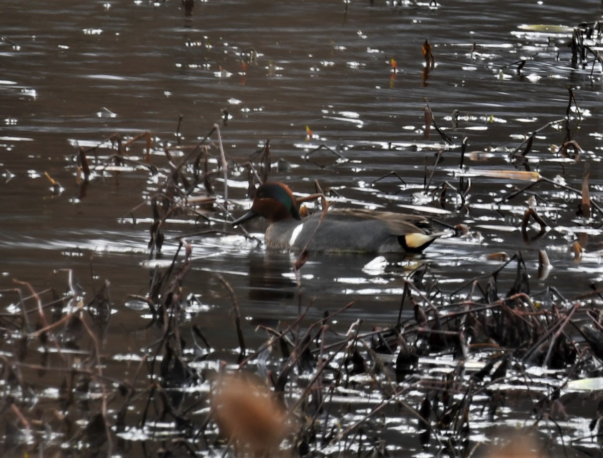 Green-winged Teal - ML426967131