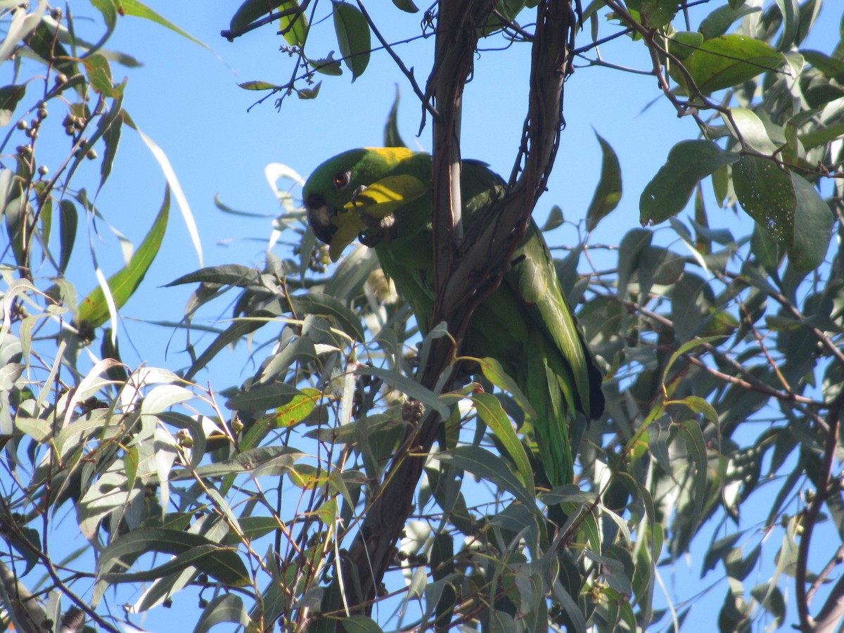 Yellow-naped Parrot - Leticia Andino Biologist and Birding Tour Guide