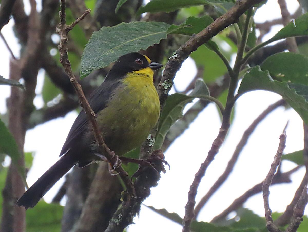 Pale-naped Brushfinch - ML426969871