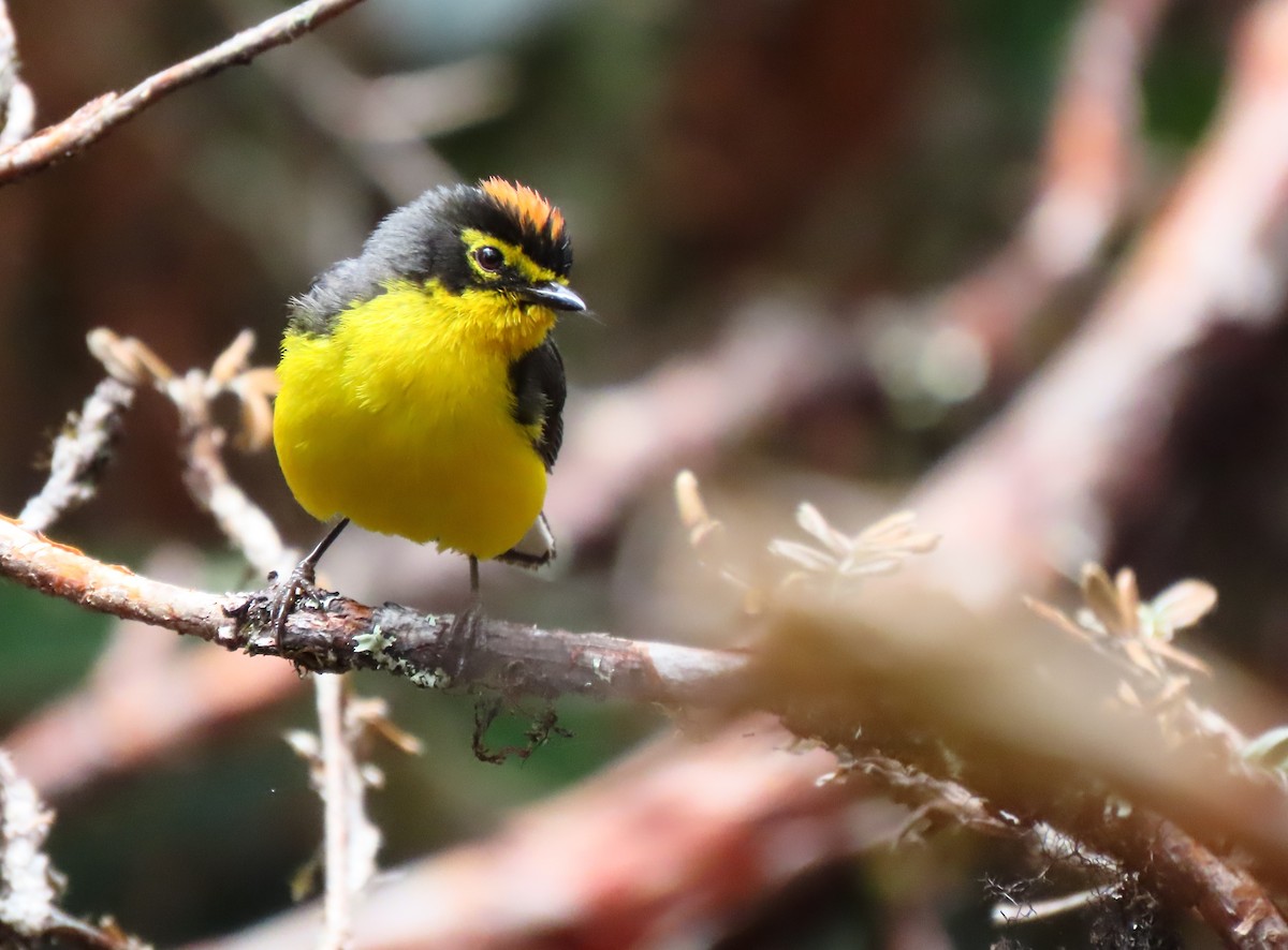 Spectacled Redstart - ML426969881