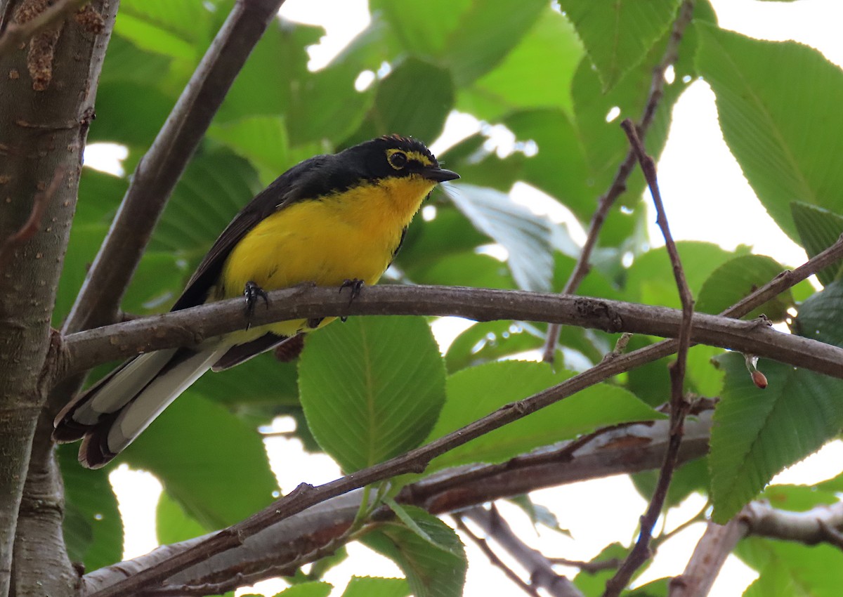 Spectacled Redstart - ML426969951