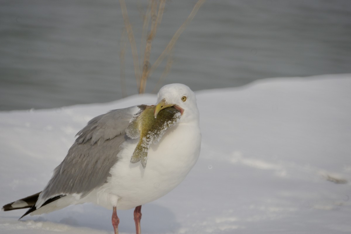 Herring Gull - Bryan Brown