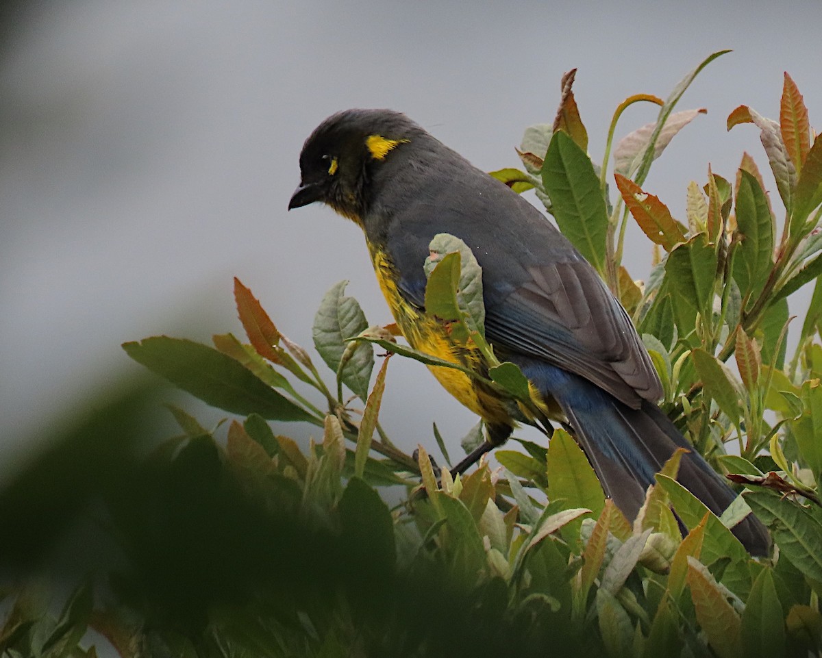 Lacrimose Mountain Tanager - ML426970441