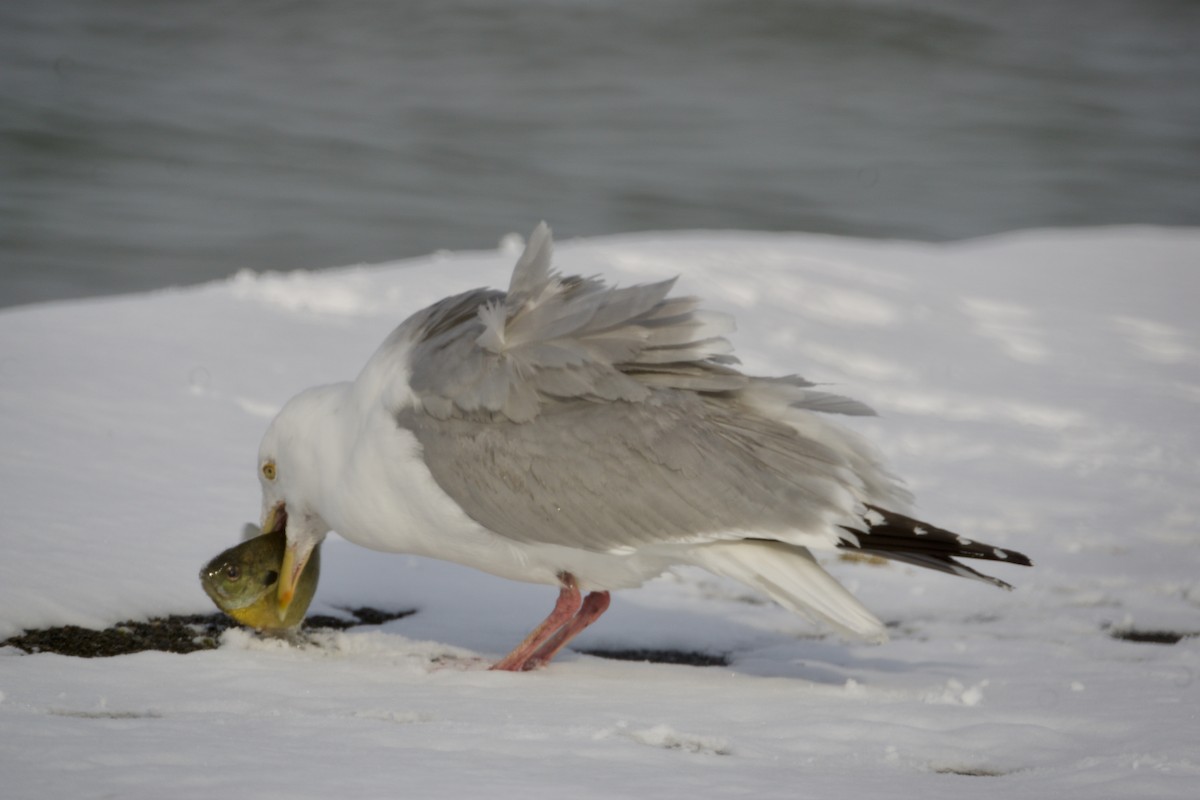 Gaviota Argéntea - ML426970461