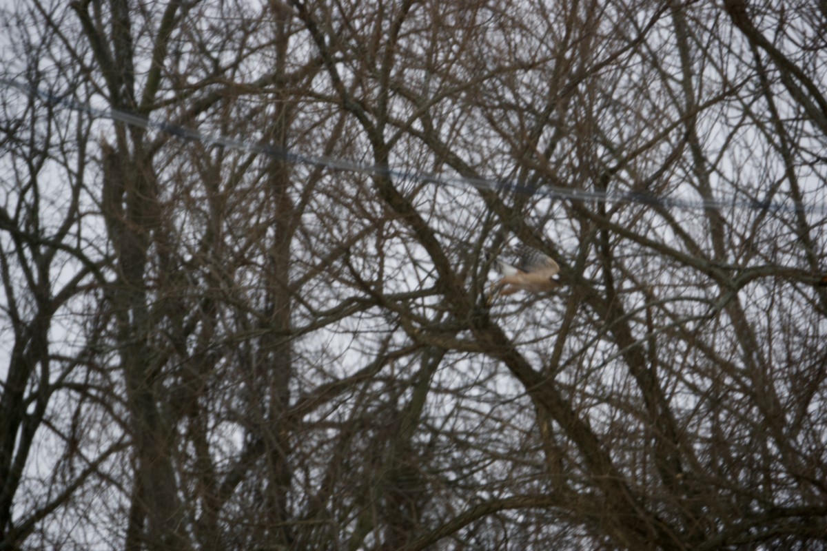 Cooper's Hawk - ML426971241