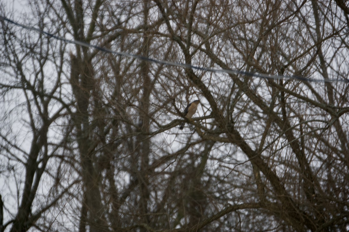 Cooper's Hawk - ML426971331