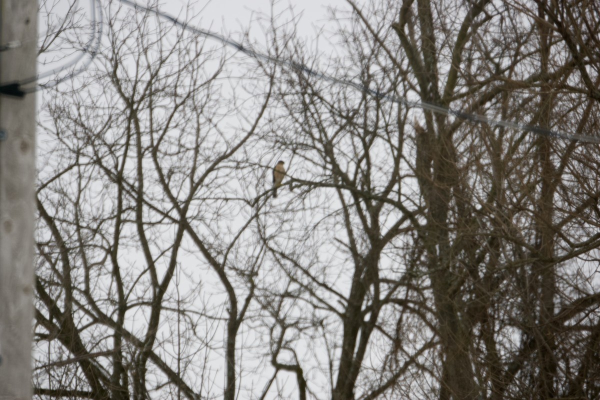 Cooper's Hawk - ML426971411