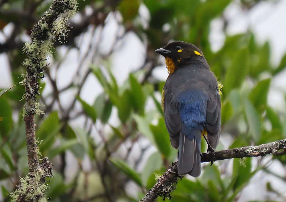 Lacrimose Mountain Tanager - ML426971461