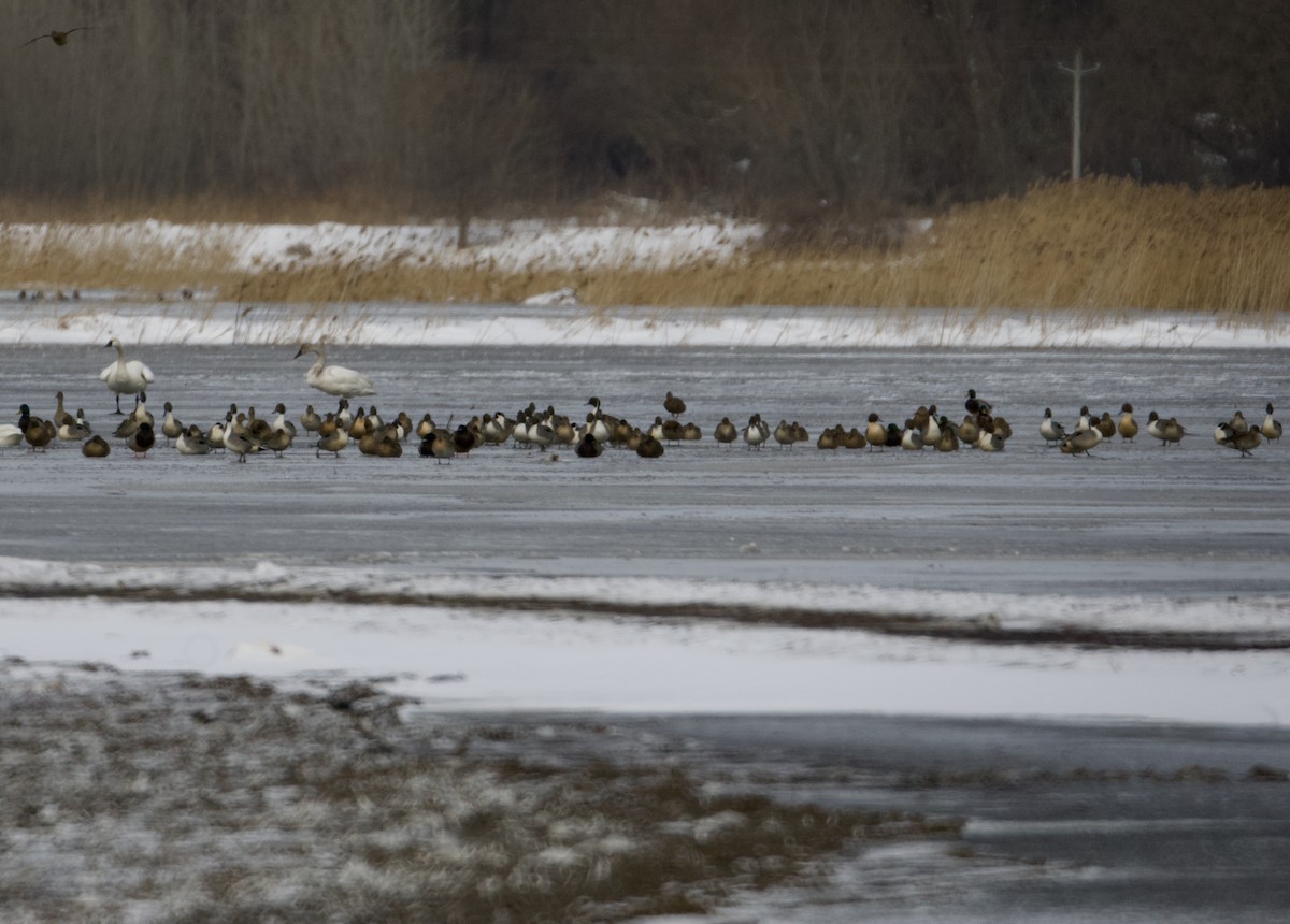 Northern Pintail - Bryan Brown