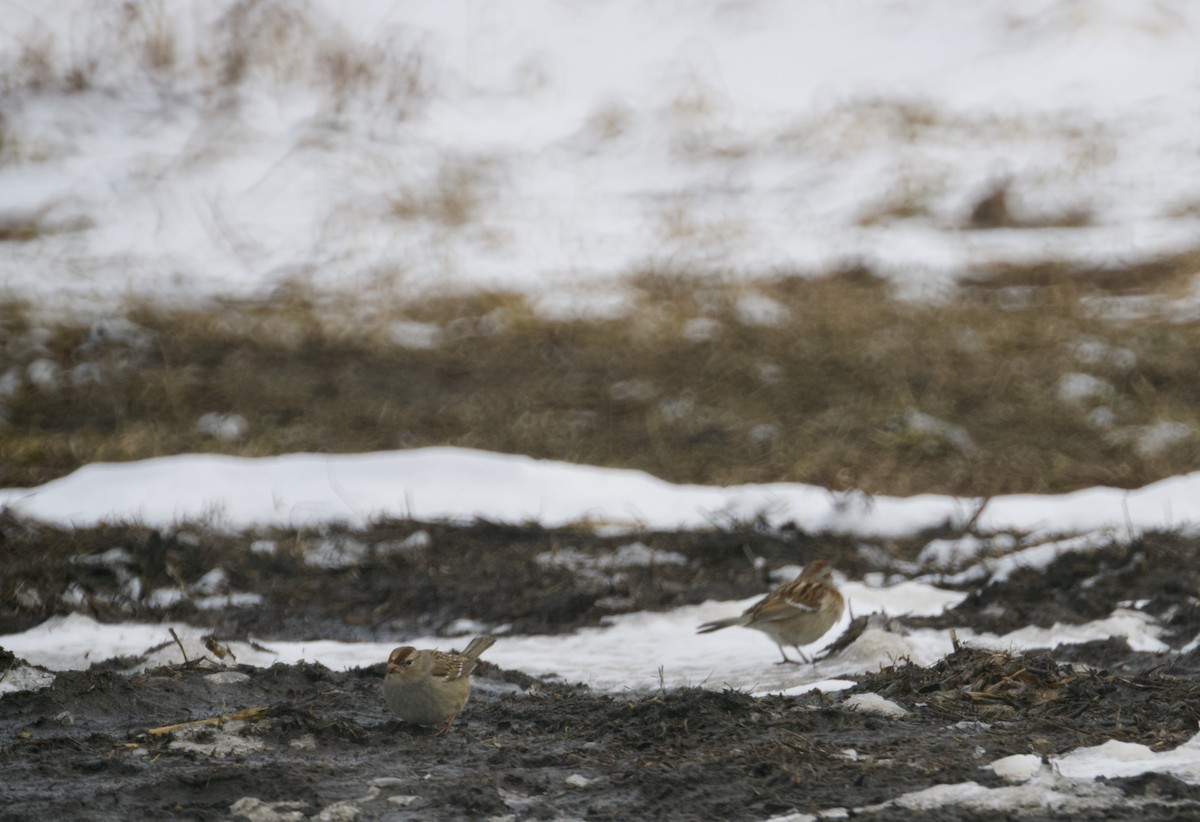 American Tree Sparrow - Bryan Brown