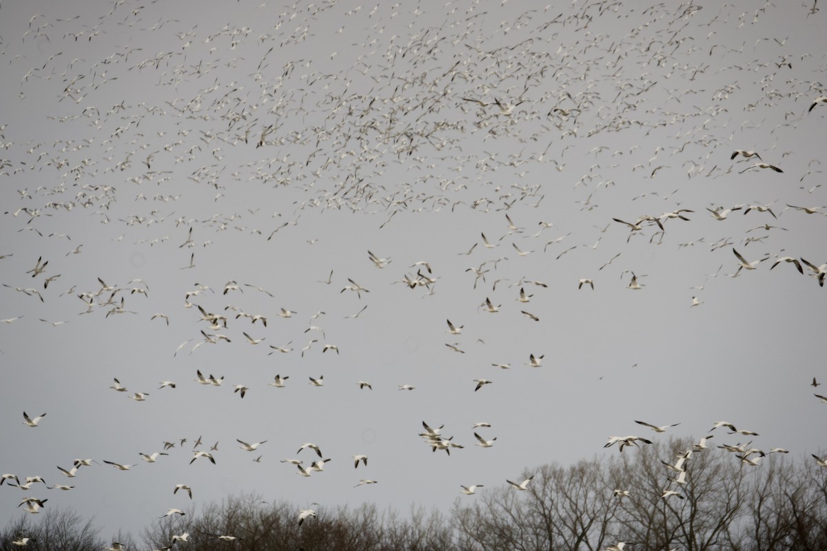 Snow Goose - Bryan Brown