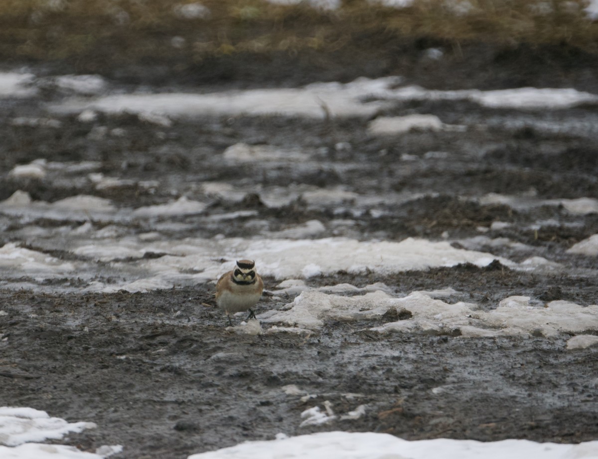 Horned Lark - ML426972091