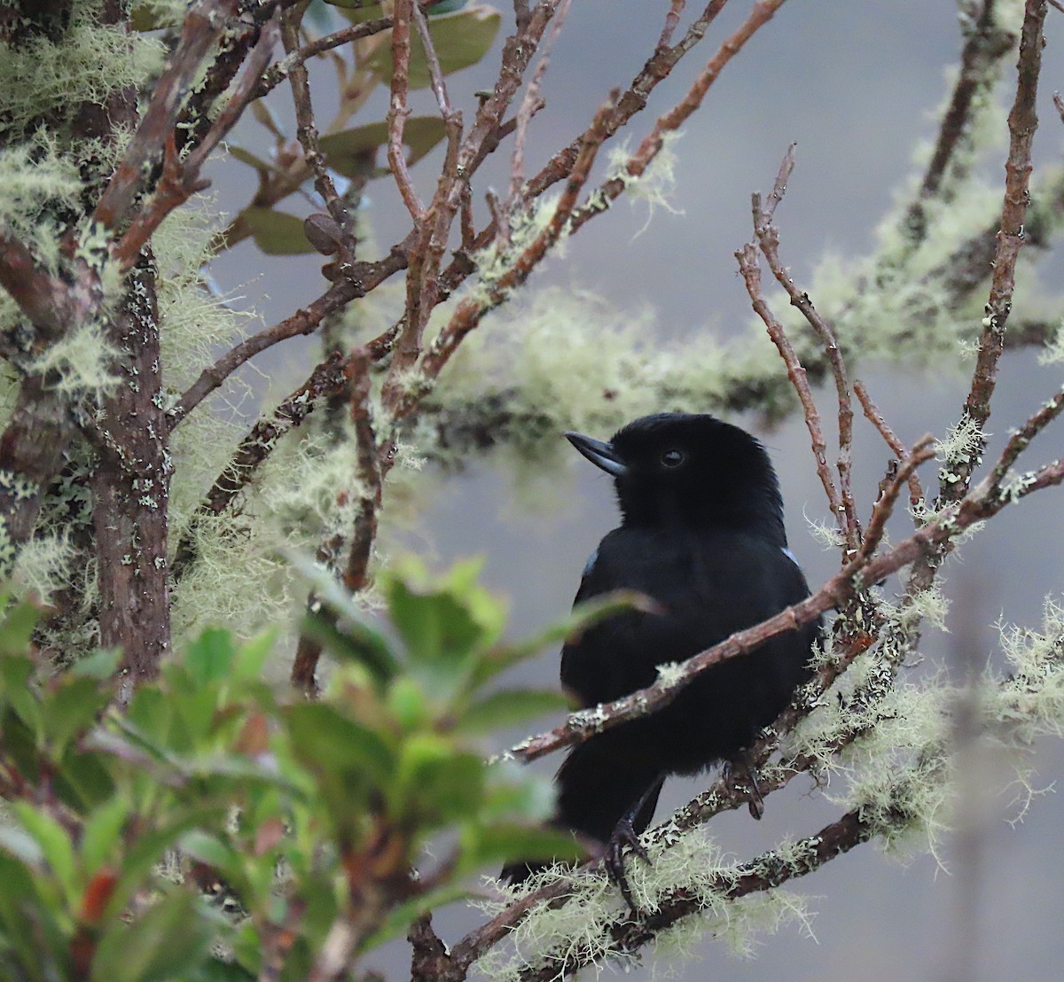 Glossy Flowerpiercer - ML426972451