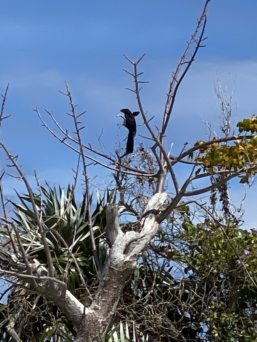Smooth-billed Ani - ML426973681
