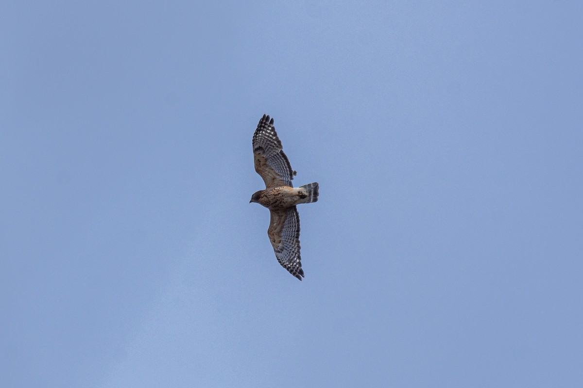 Red-shouldered Hawk - ML426974711