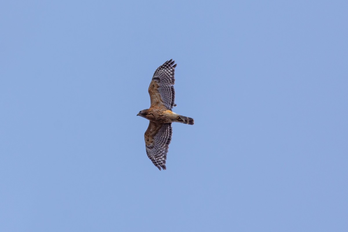 Red-shouldered Hawk - ML426974721