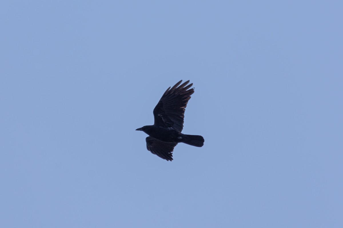 American Crow - ML426974861