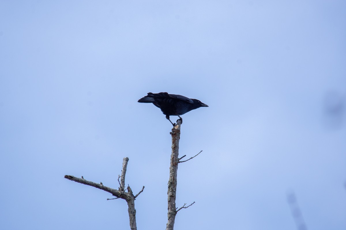 American Crow - ML426974911