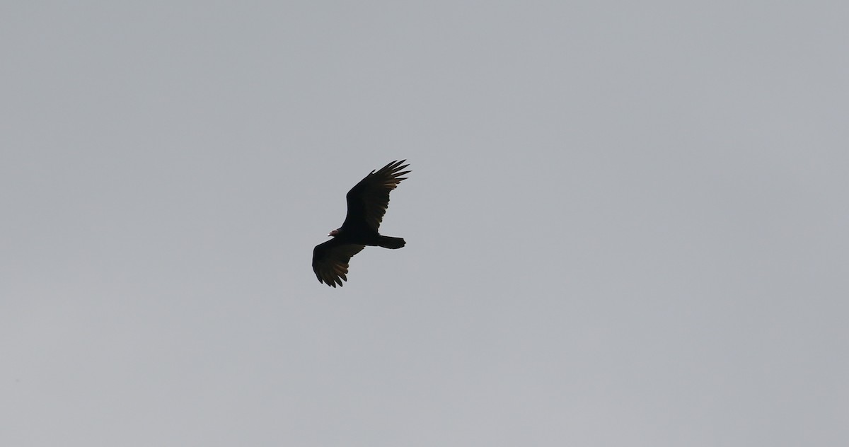 Greater Yellow-headed Vulture - ML426976091