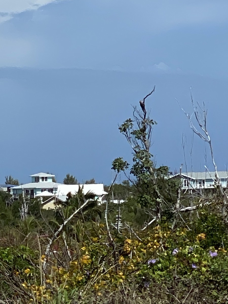 West Indian Woodpecker - ML426976381