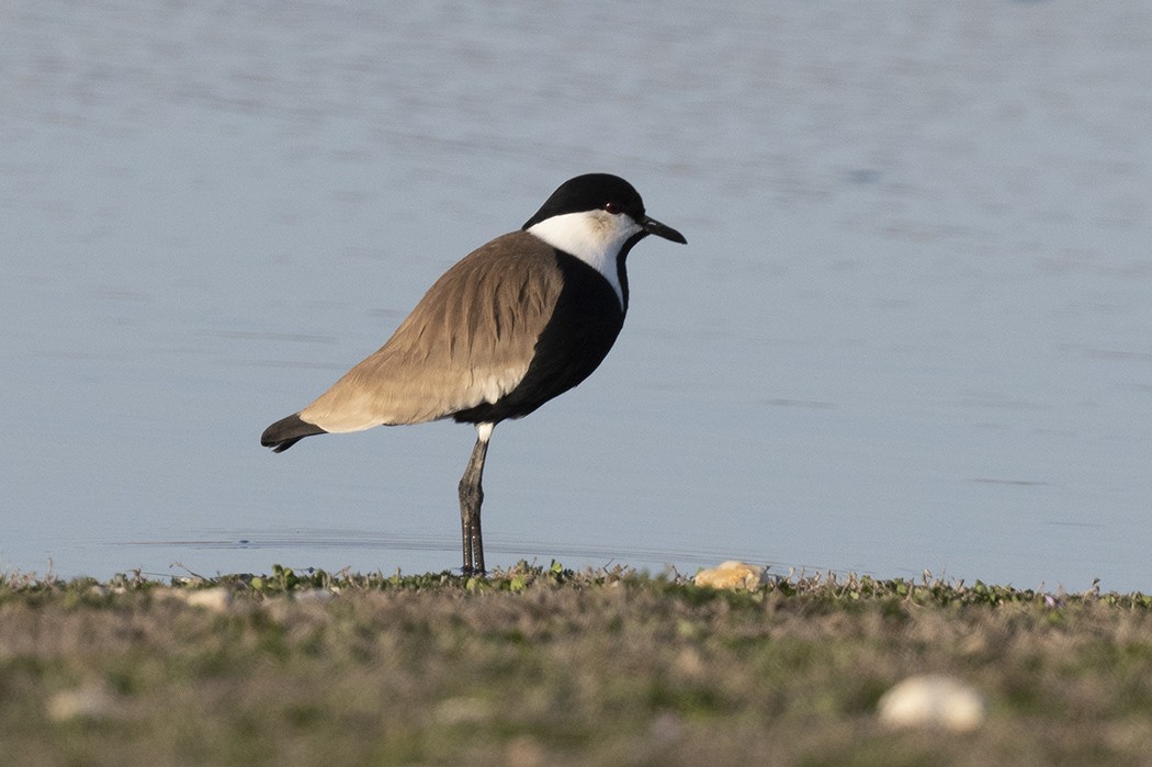 Spur-winged Lapwing - ML426976541