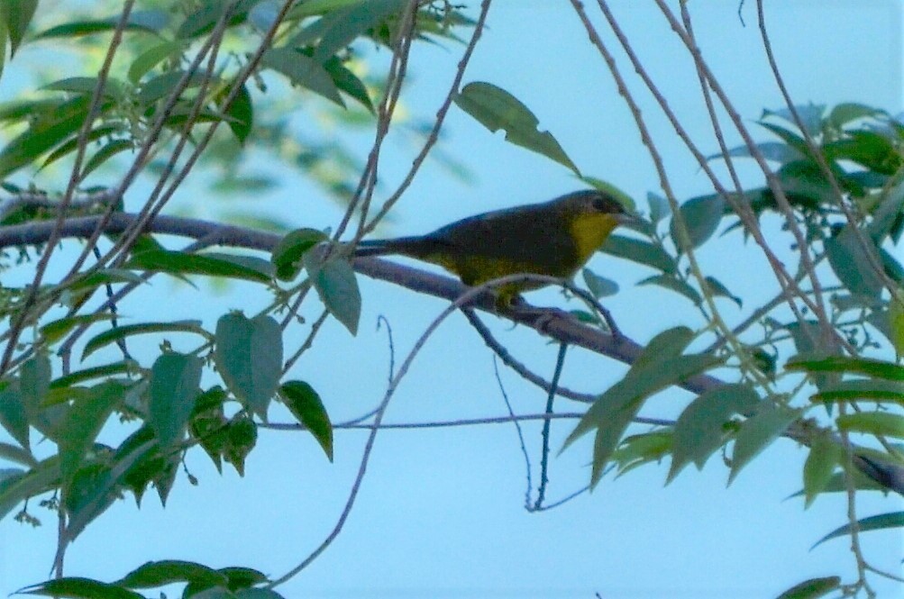 Southern Yellowthroat - silvia sokolovsky