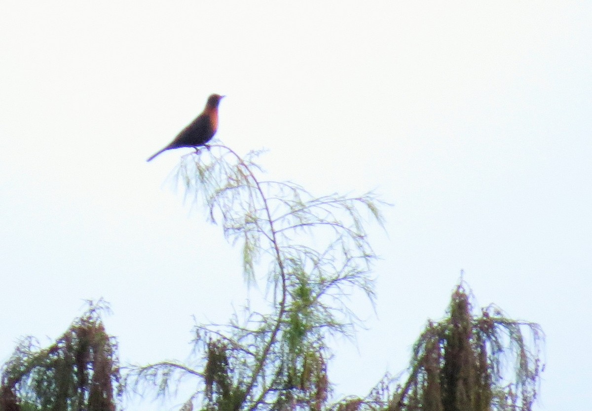 Rufous-collared Robin - ML42698191