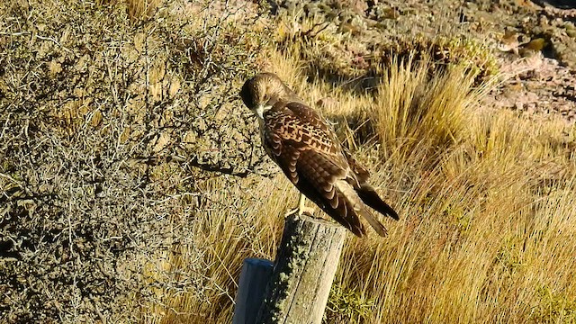 Variable Hawk - ML426983041