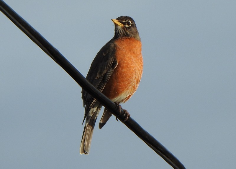 American Robin - ML426983211