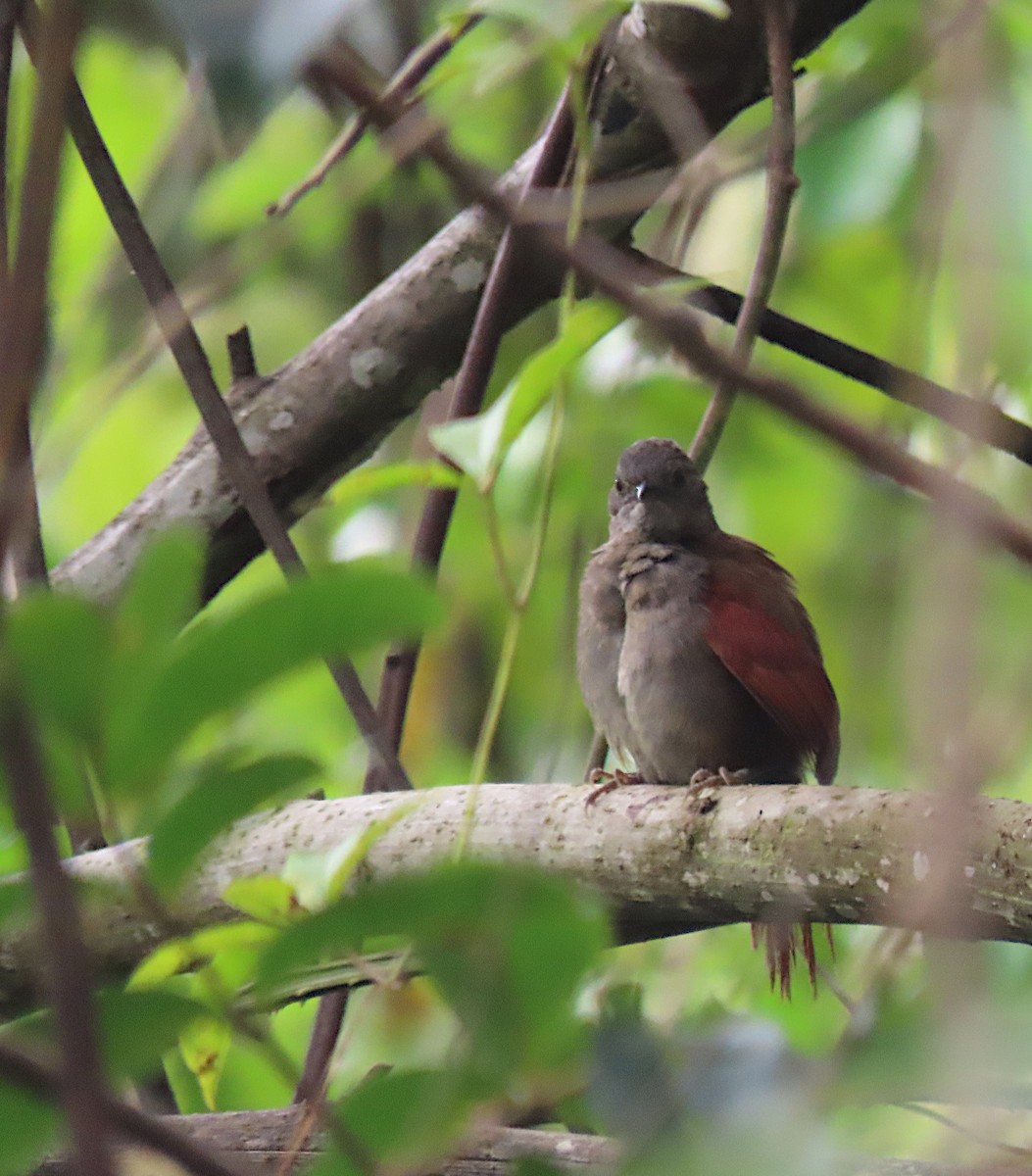 Marañon Spinetail - sylvain Uriot